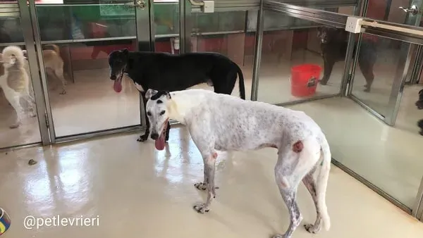 Elite Choice adozione greyhound macao 11