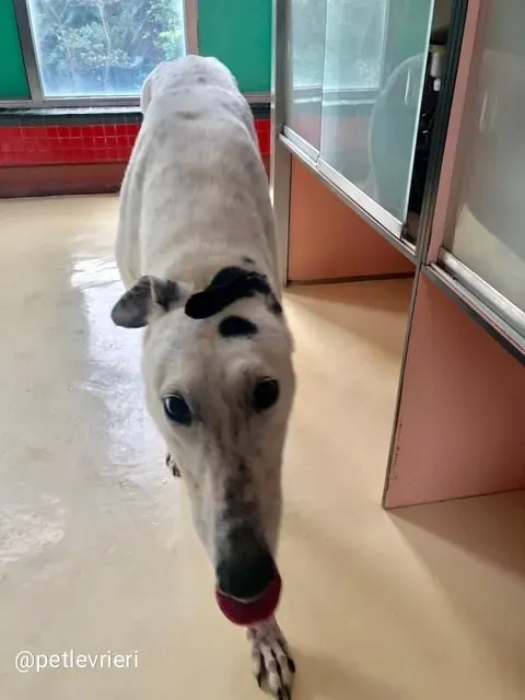 Elite Choice adozione greyhound macao 12