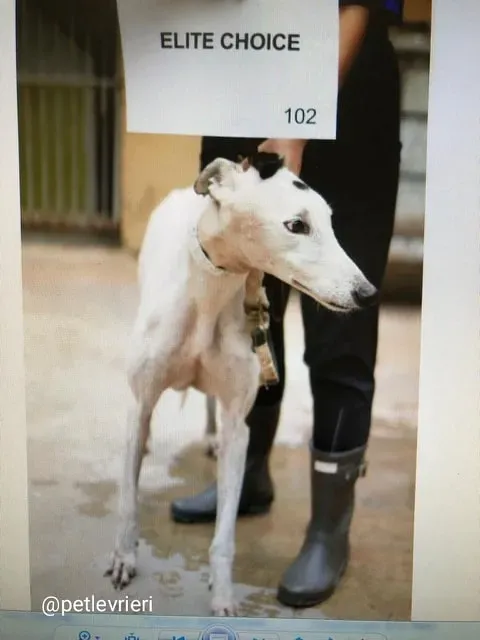 Elite Choice adozione greyhound macao 13