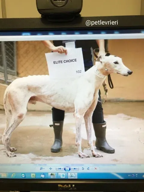Elite Choice adozione greyhound macao 14