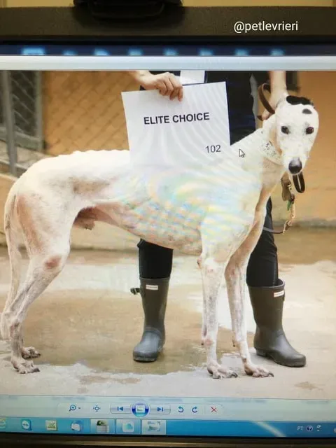 Elite Choice adozione greyhound macao 15