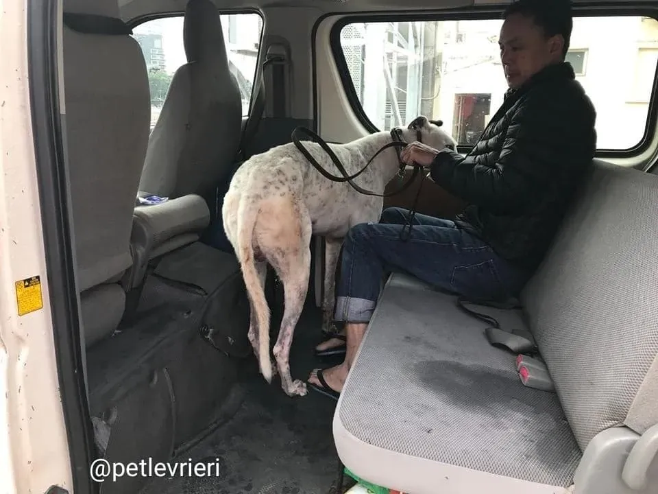 Elite Choice adozione greyhound macao 2