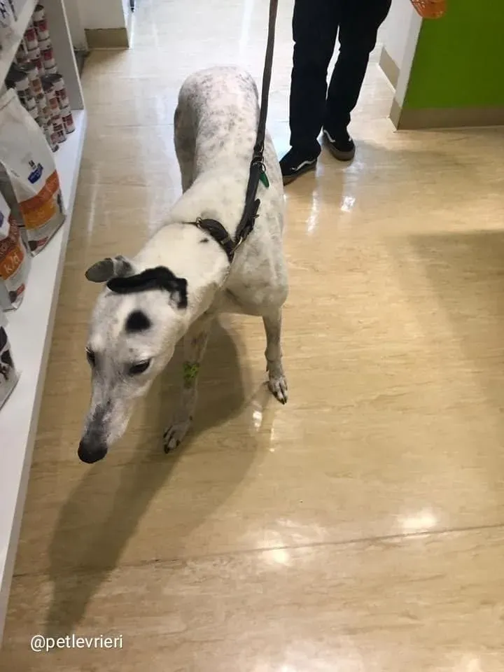 Elite Choice adozione greyhound macao 4