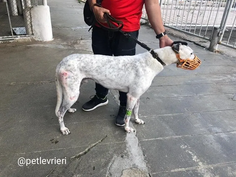 Elite Choice adozione greyhound macao 5