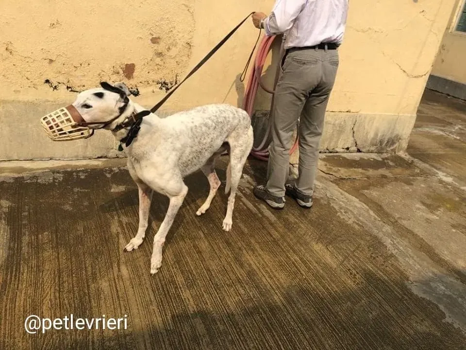 Elite Choice adozione greyhound macao 6