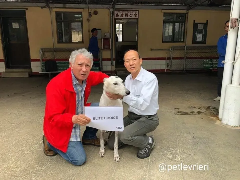 Elite Choice adozione greyhound macao 7