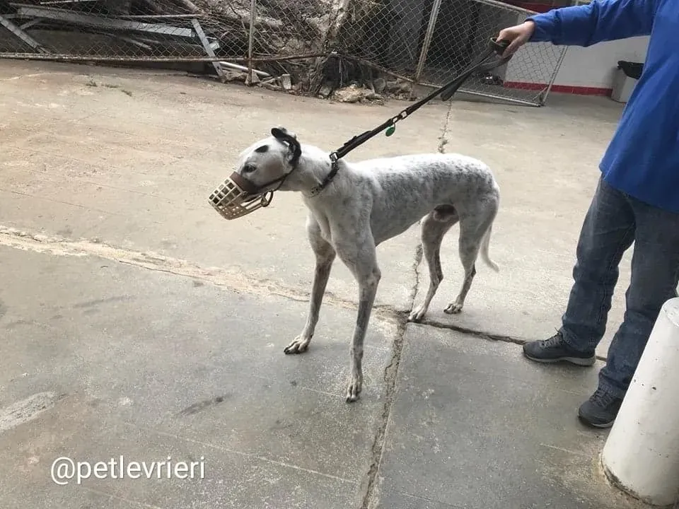 Elite Choice adozione greyhound macao 8