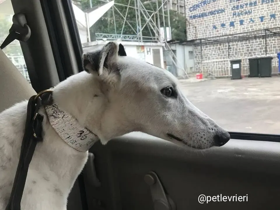 Elite Choice adozione greyhound macao 9 1