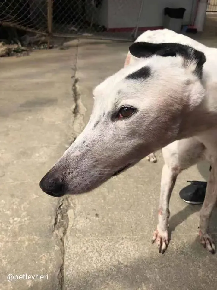 Elite Choice adozione greyhound macao