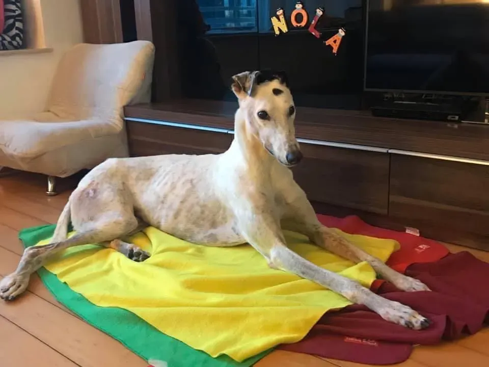 Elite choice adozione levrieri greyhound 1