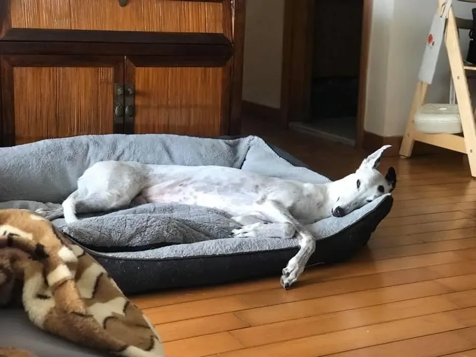 Elite choice adozione levrieri greyhound 10