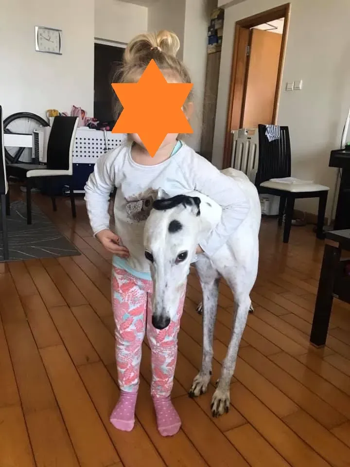 Elite choice adozione levrieri greyhound 11