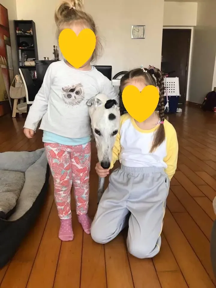 Elite choice adozione levrieri greyhound 13