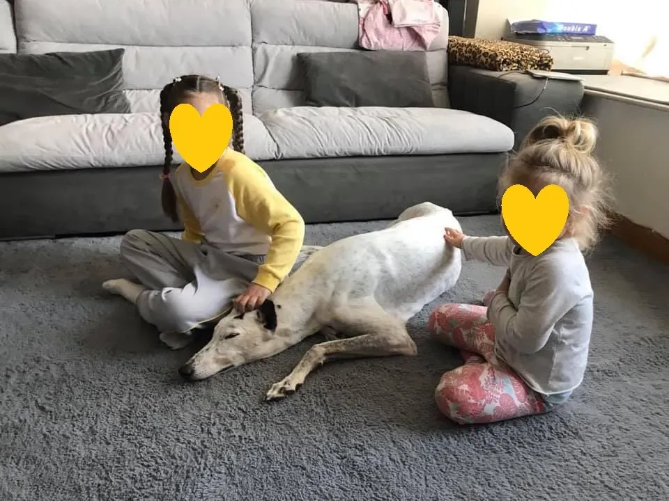 Elite choice adozione levrieri greyhound 14