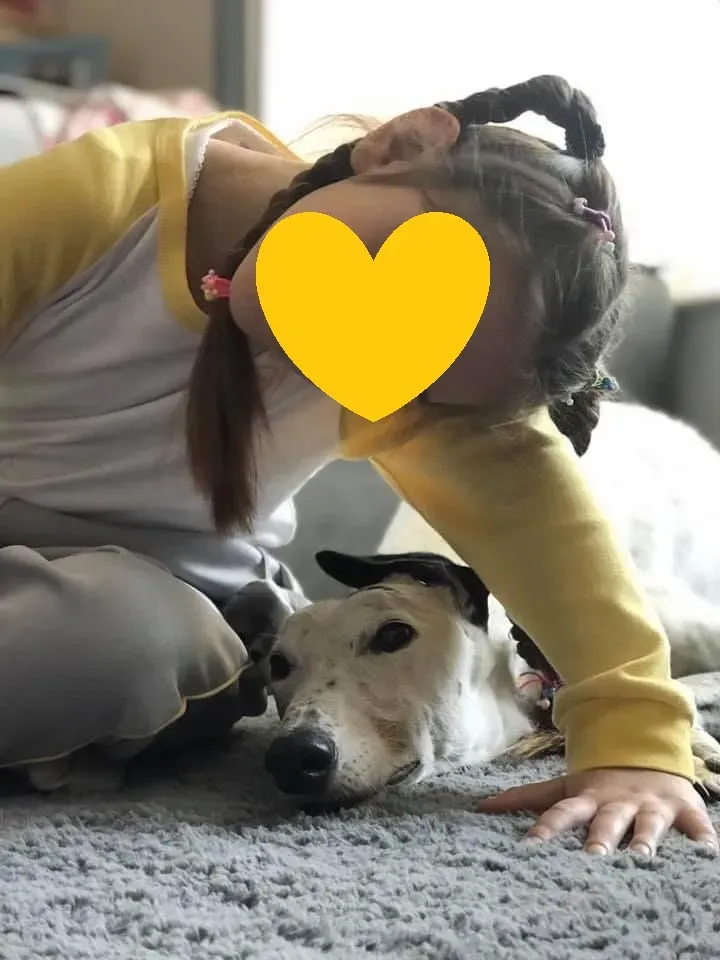 Elite choice adozione levrieri greyhound 15