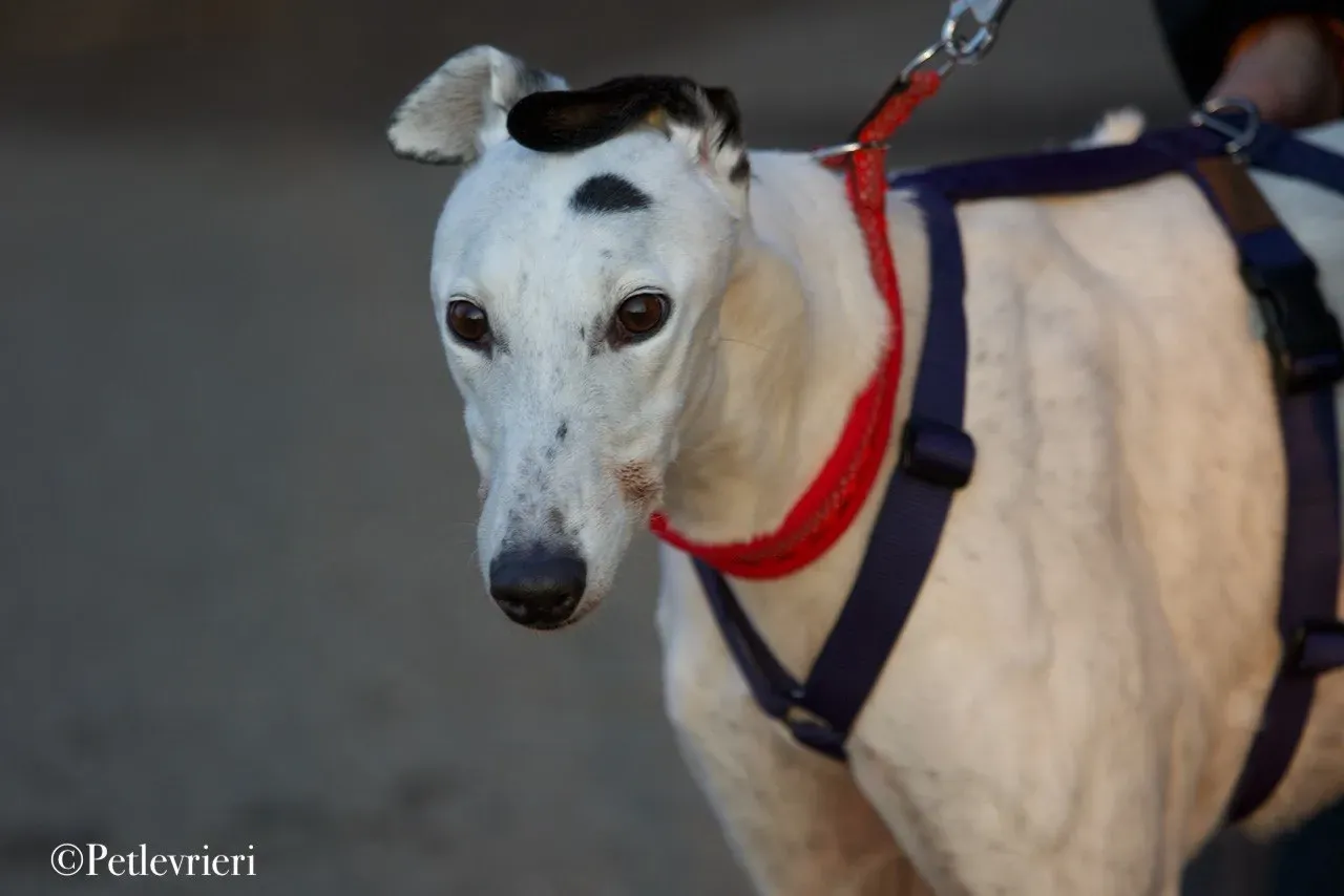 Elite choice adozione levrieri greyhound 16