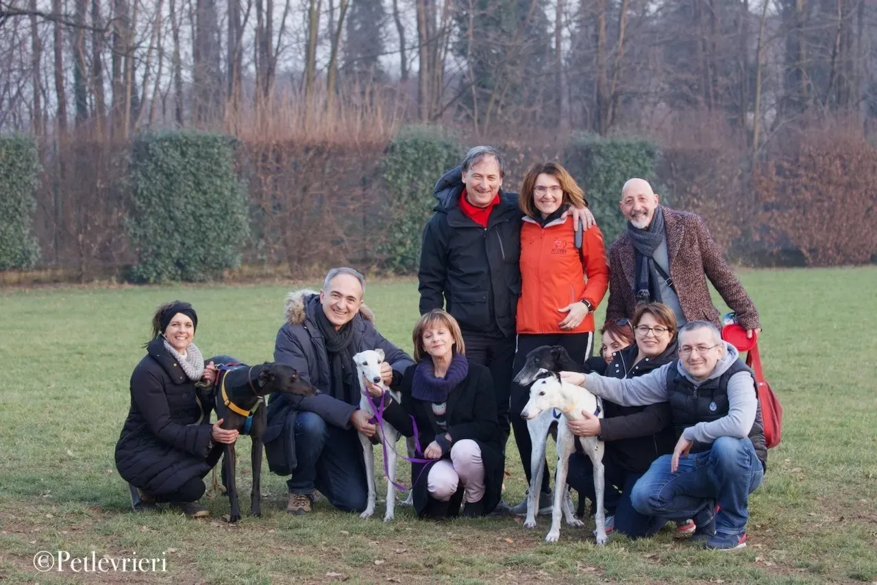 Elite choice adozione levrieri greyhound 17