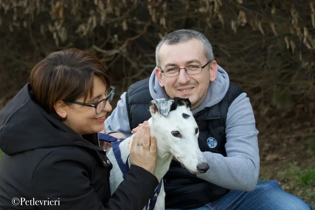 Elite choice adozione levrieri greyhound 18
