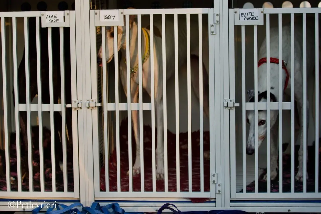 Elite choice adozione levrieri greyhound 19