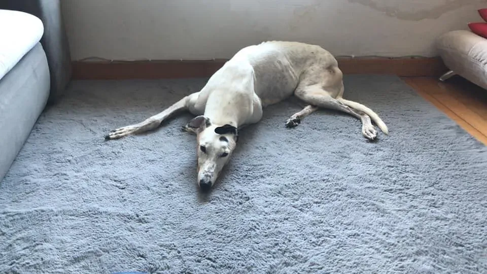 Elite choice adozione levrieri greyhound 2