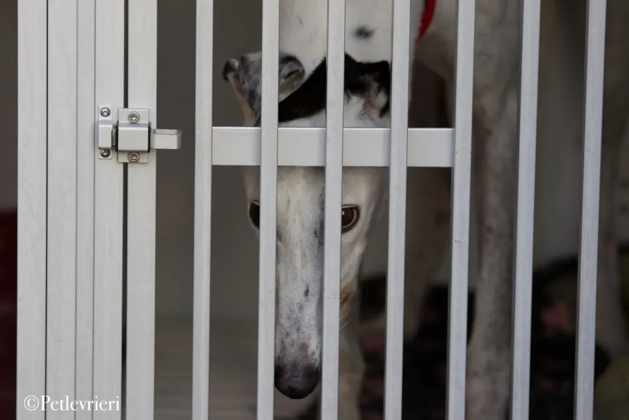 Elite choice adozione levrieri greyhound 20