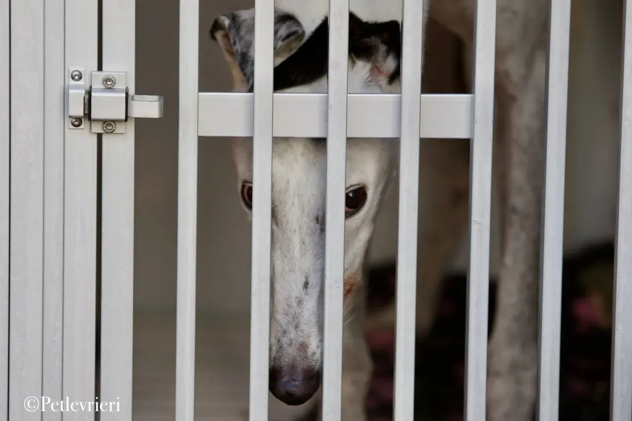 Elite choice adozione levrieri greyhound 21