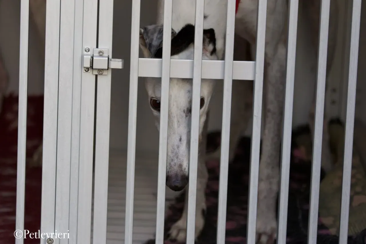 Elite choice adozione levrieri greyhound 22