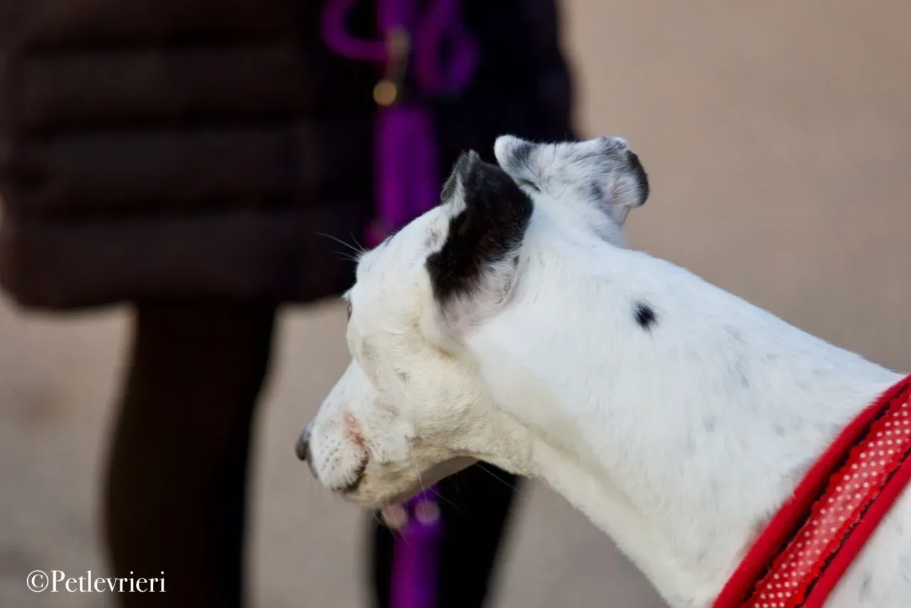 Elite choice adozione levrieri greyhound 23