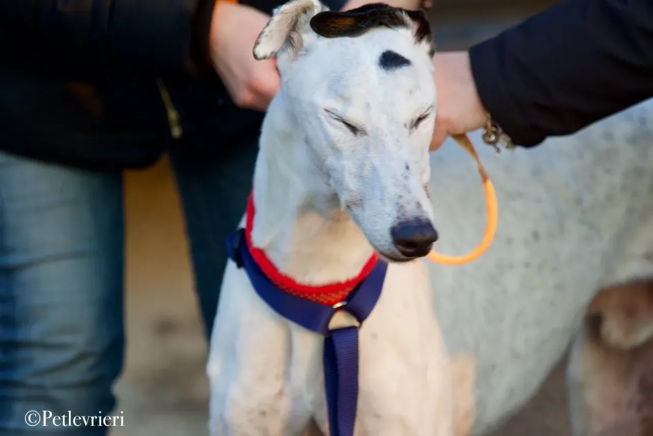 Elite choice adozione levrieri greyhound 24