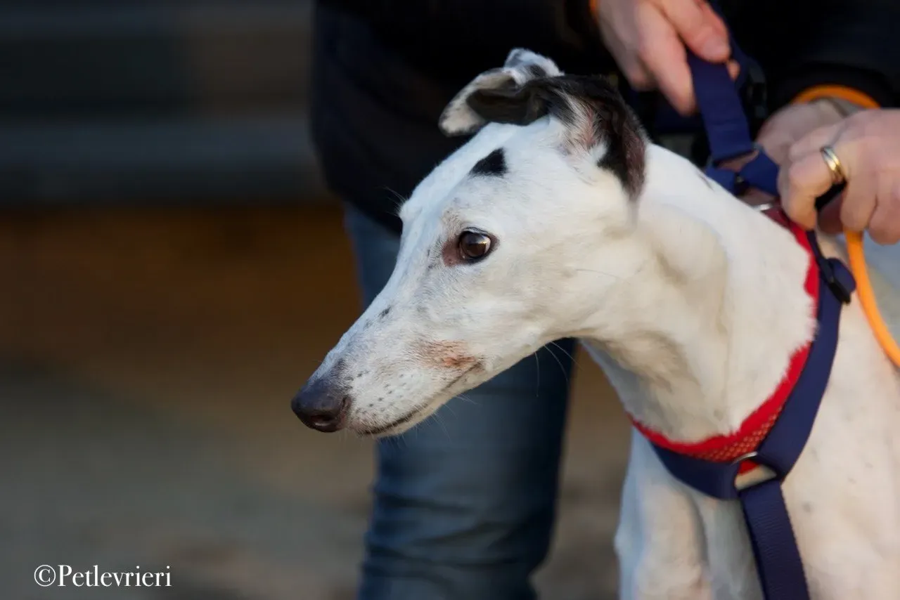 Elite choice adozione levrieri greyhound 25
