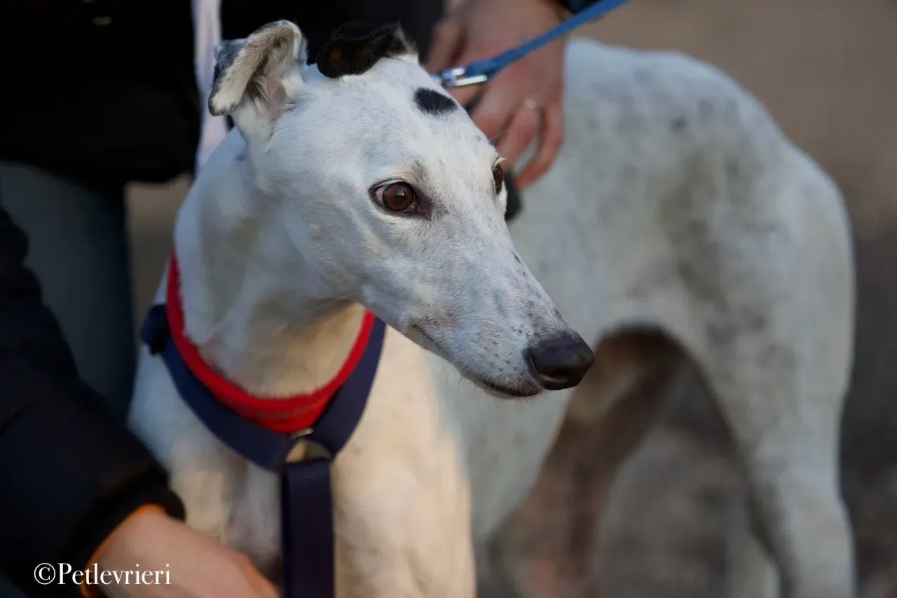 Elite choice adozione levrieri greyhound 26