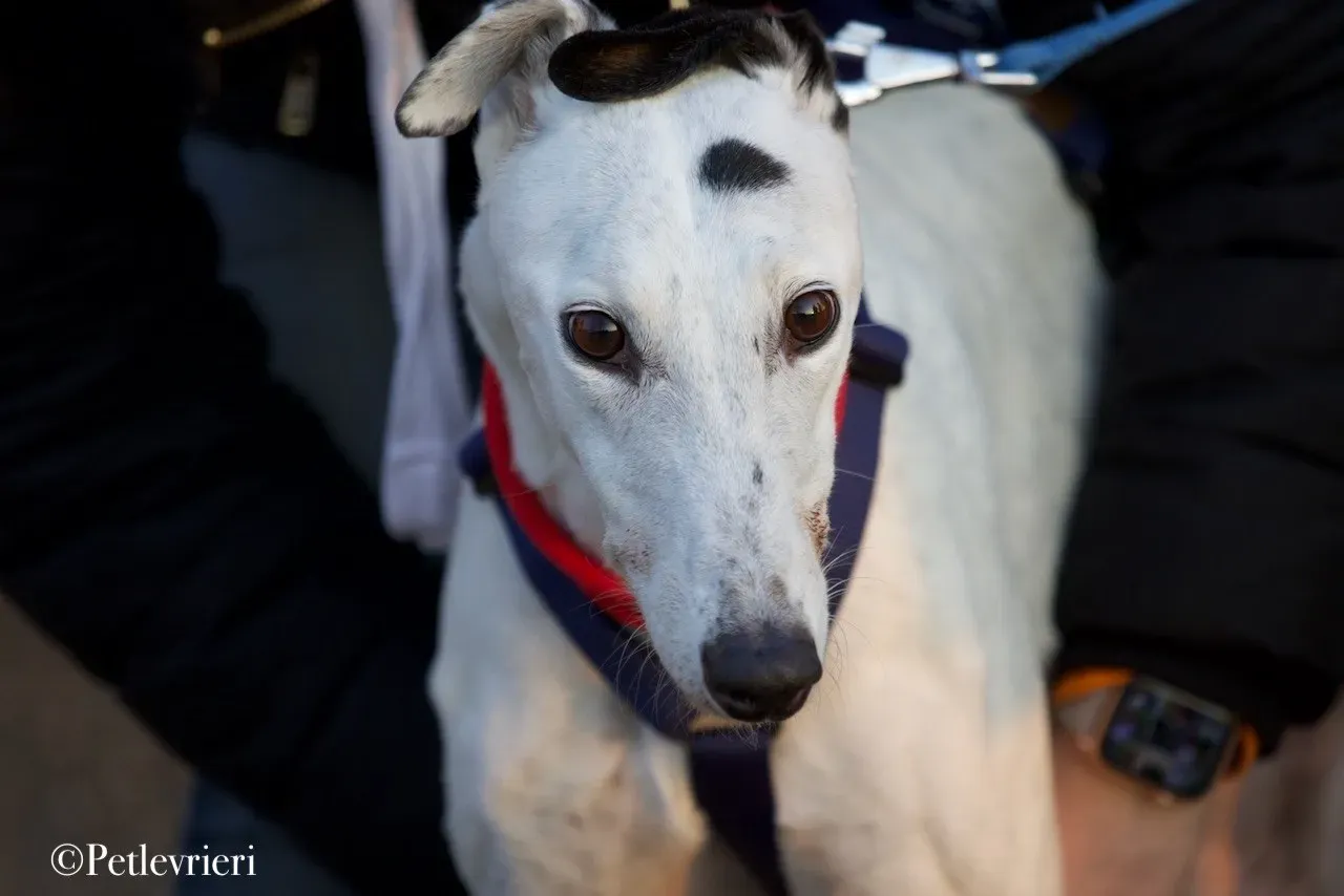 Elite choice adozione levrieri greyhound 27