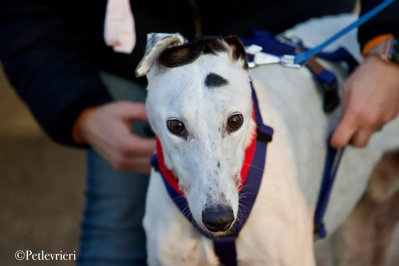 Elite choice adozione levrieri greyhound 28