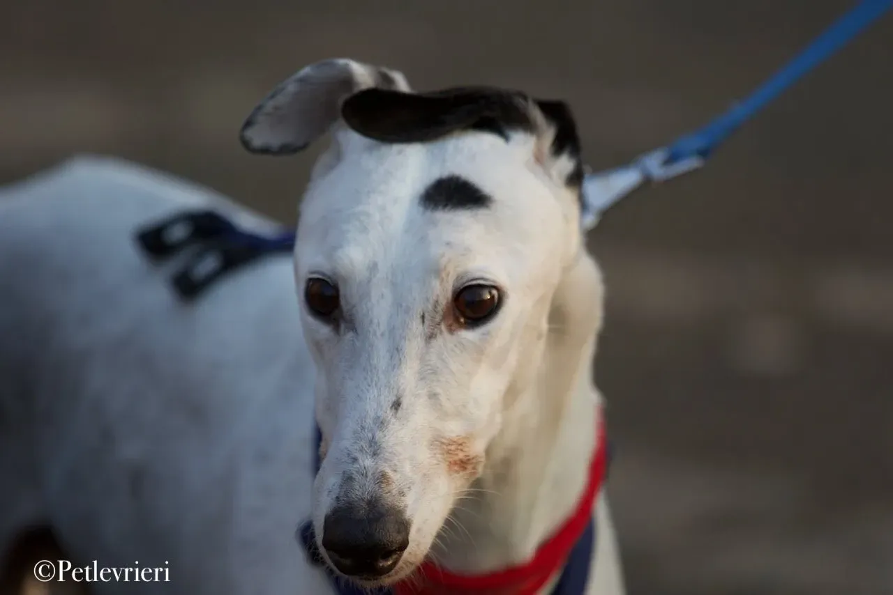 Elite choice adozione levrieri greyhound 29