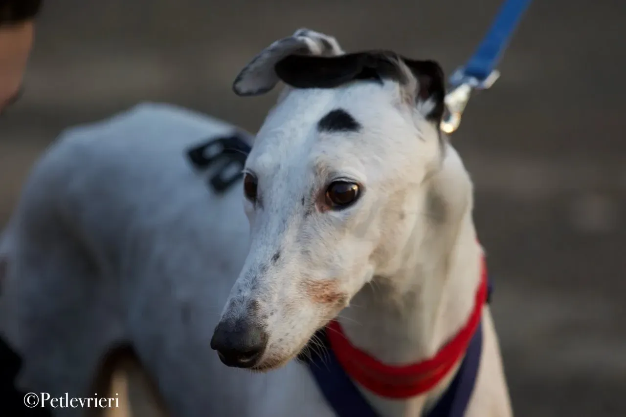 Elite choice adozione levrieri greyhound 30