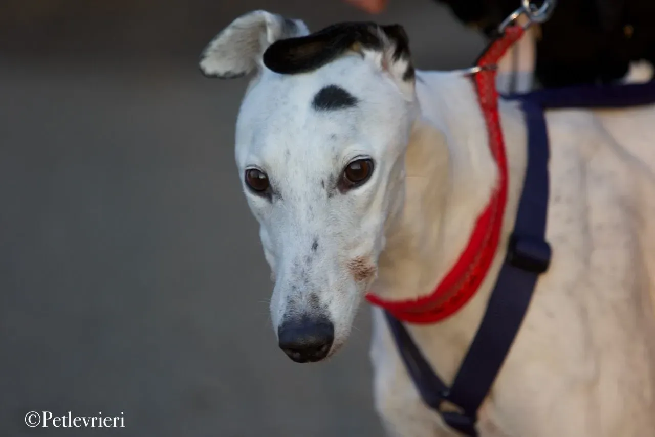 Elite choice adozione levrieri greyhound 31