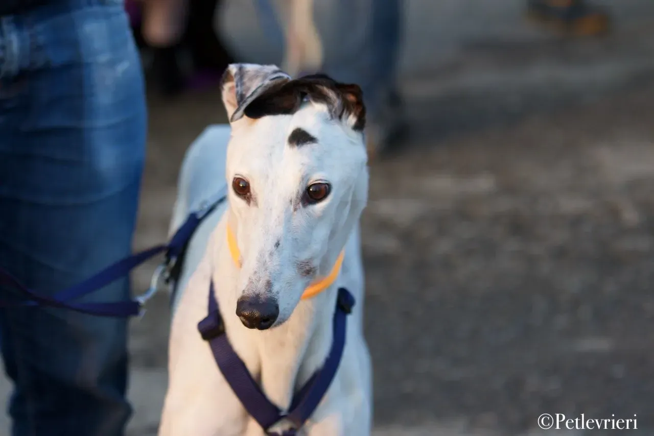 Elite choice adozione levrieri greyhound 32