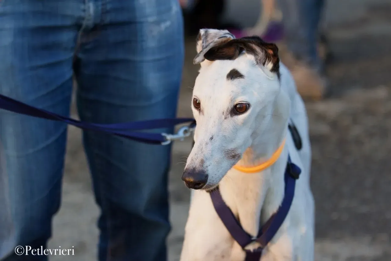 Elite choice adozione levrieri greyhound 33