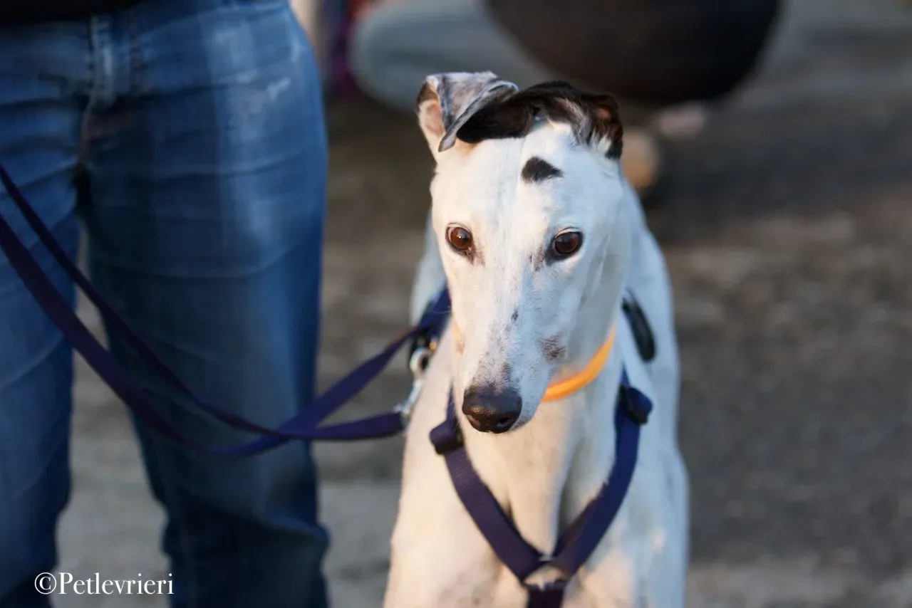 Elite choice adozione levrieri greyhound 34