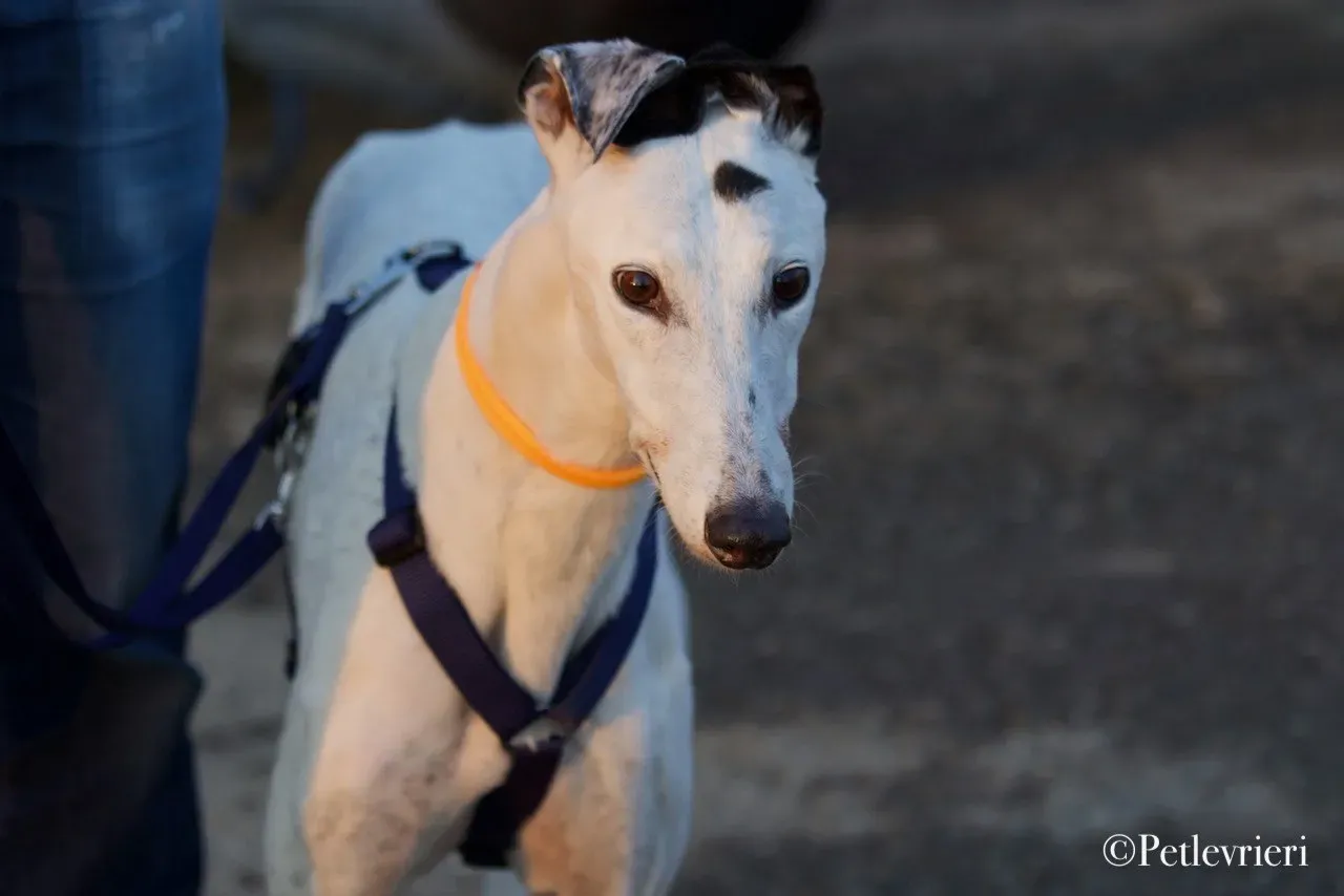 Elite choice adozione levrieri greyhound 35