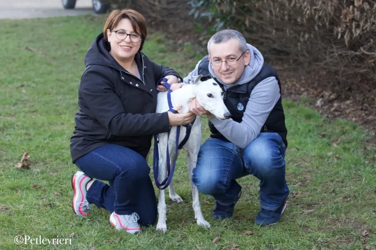 Elite choice adozione levrieri greyhound 36