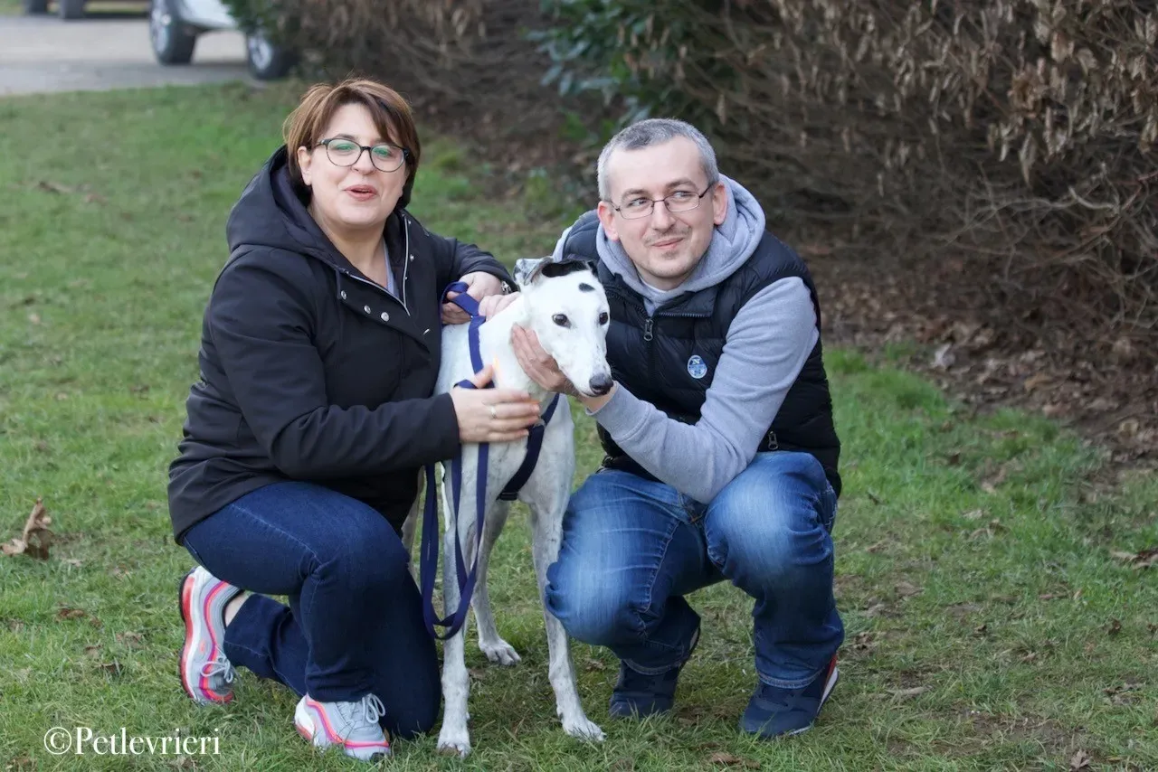 Elite choice adozione levrieri greyhound 37