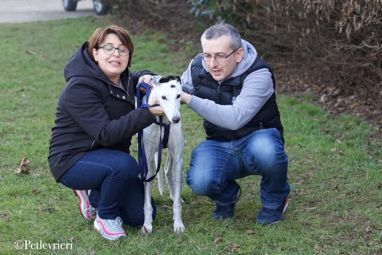 Elite choice adozione levrieri greyhound 38