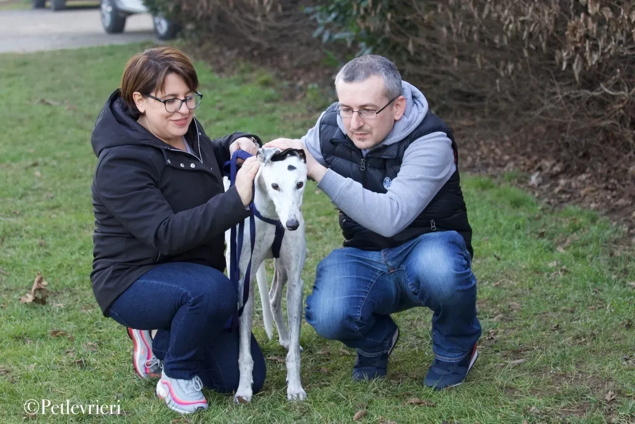 Elite choice adozione levrieri greyhound 39