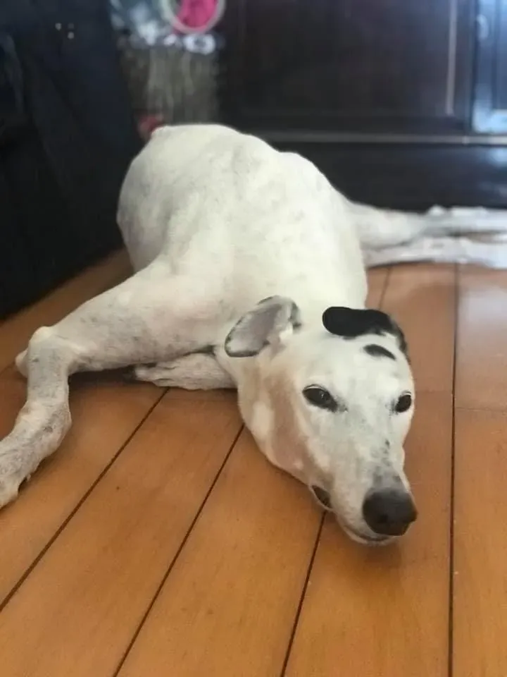 Elite choice adozione levrieri greyhound 4