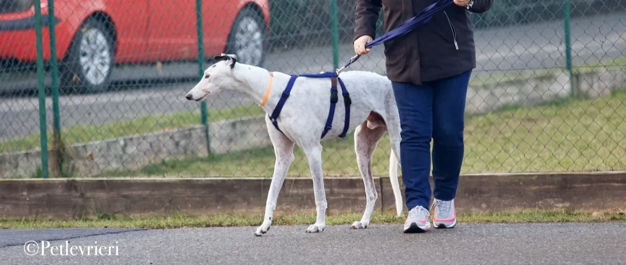 Elite choice adozione levrieri greyhound 40
