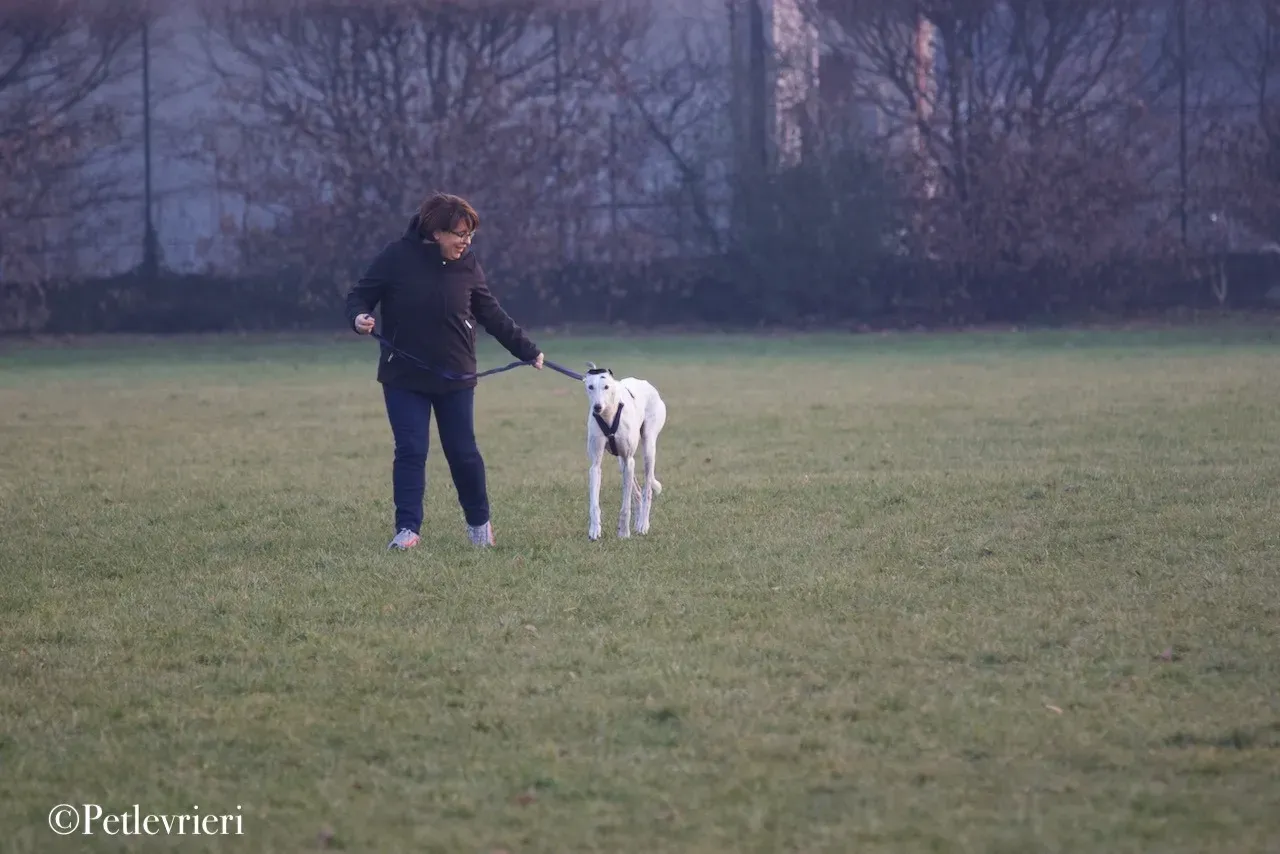 Elite choice adozione levrieri greyhound 42