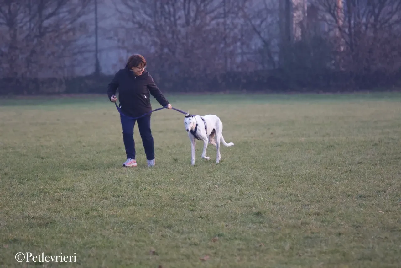 Elite choice adozione levrieri greyhound 43