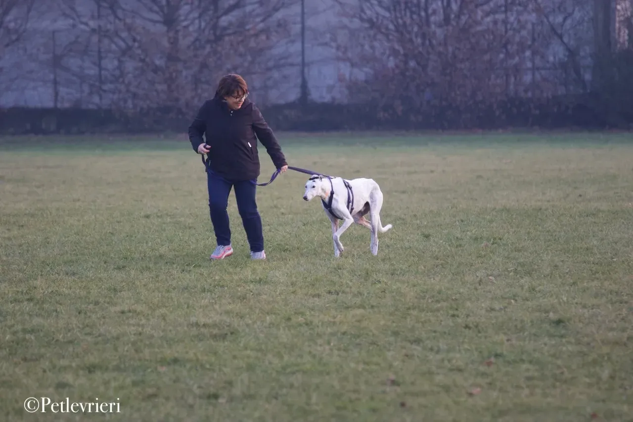 Elite choice adozione levrieri greyhound 44