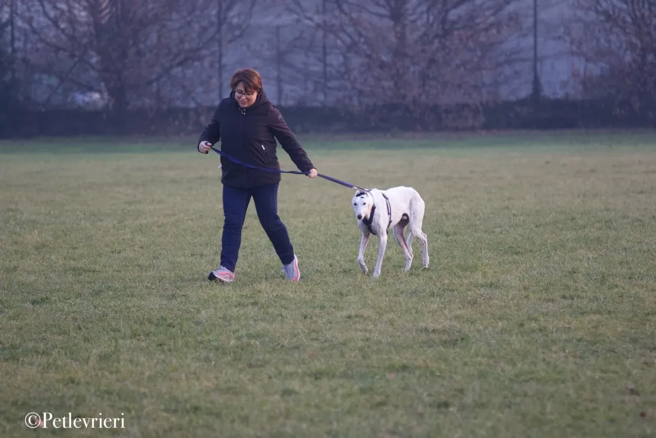 Elite choice adozione levrieri greyhound 45
